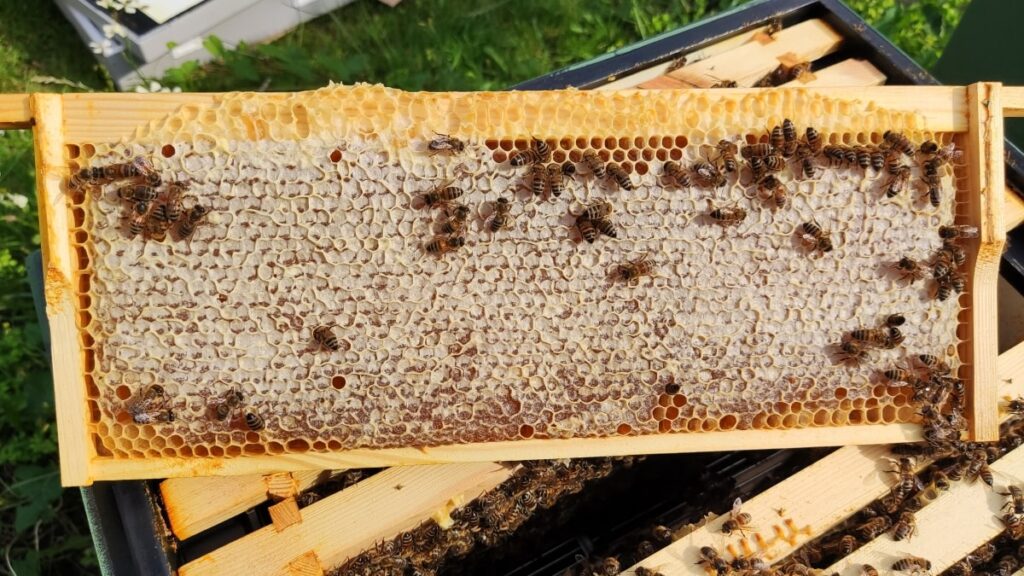 Nearly full shallow super frame of honey