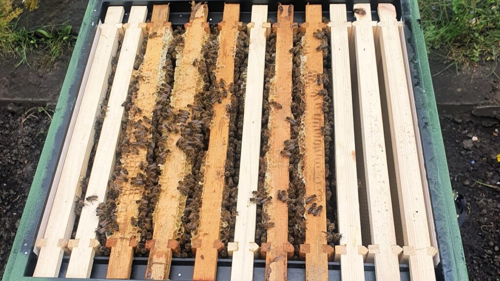 Honey bees in their new hive